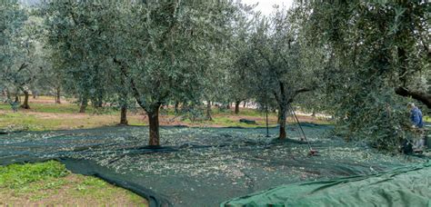 olive tree zaytoun